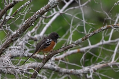 DPPhotography - Texas - Spotted towhee - A