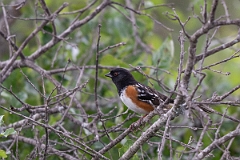 DPPhotography - Texas - Spotted towhee - D