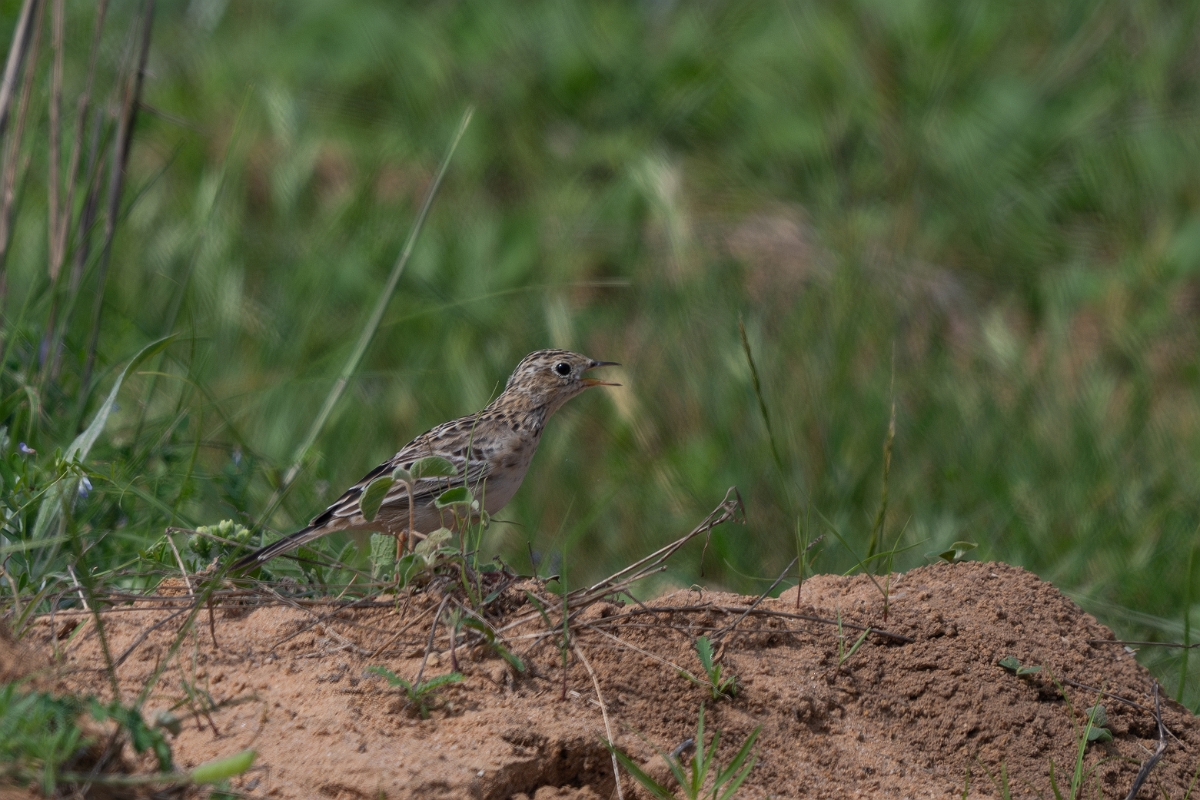 DPPhotography - Texas - Sprague's pipit - A.jpg - Sprague's pipit - Attwater NWR, Texas