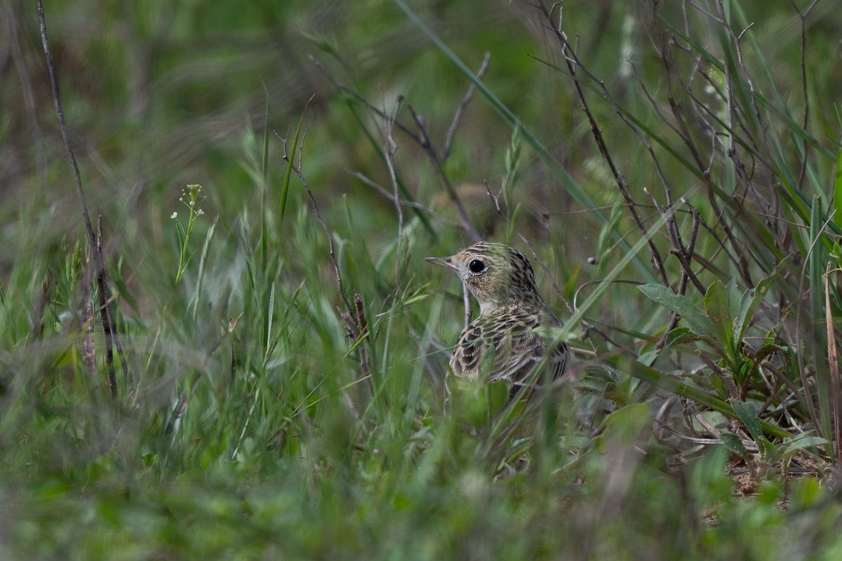 DPPhotography - Texas - Sprague's pipit - B.jpg - Sprague's pipit - Attwater NWR, Texas