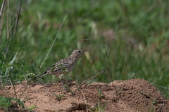 DPPhotography - Texas - Sprague's pipit - A