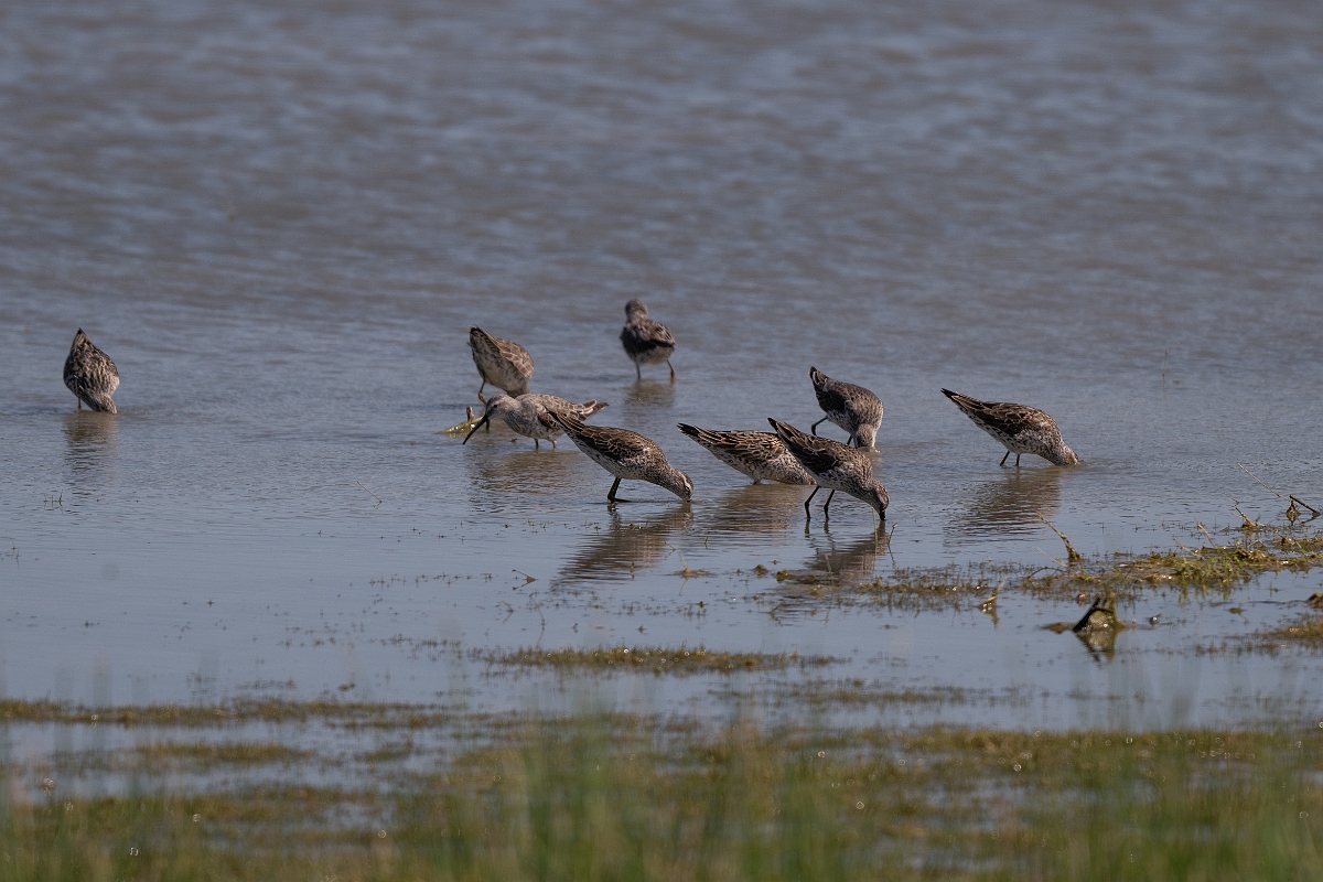 DPPhotography - Texas - Stilt sandpiper - A.jpg - Stilt sandpiper - Santa Ana NWR, Texas