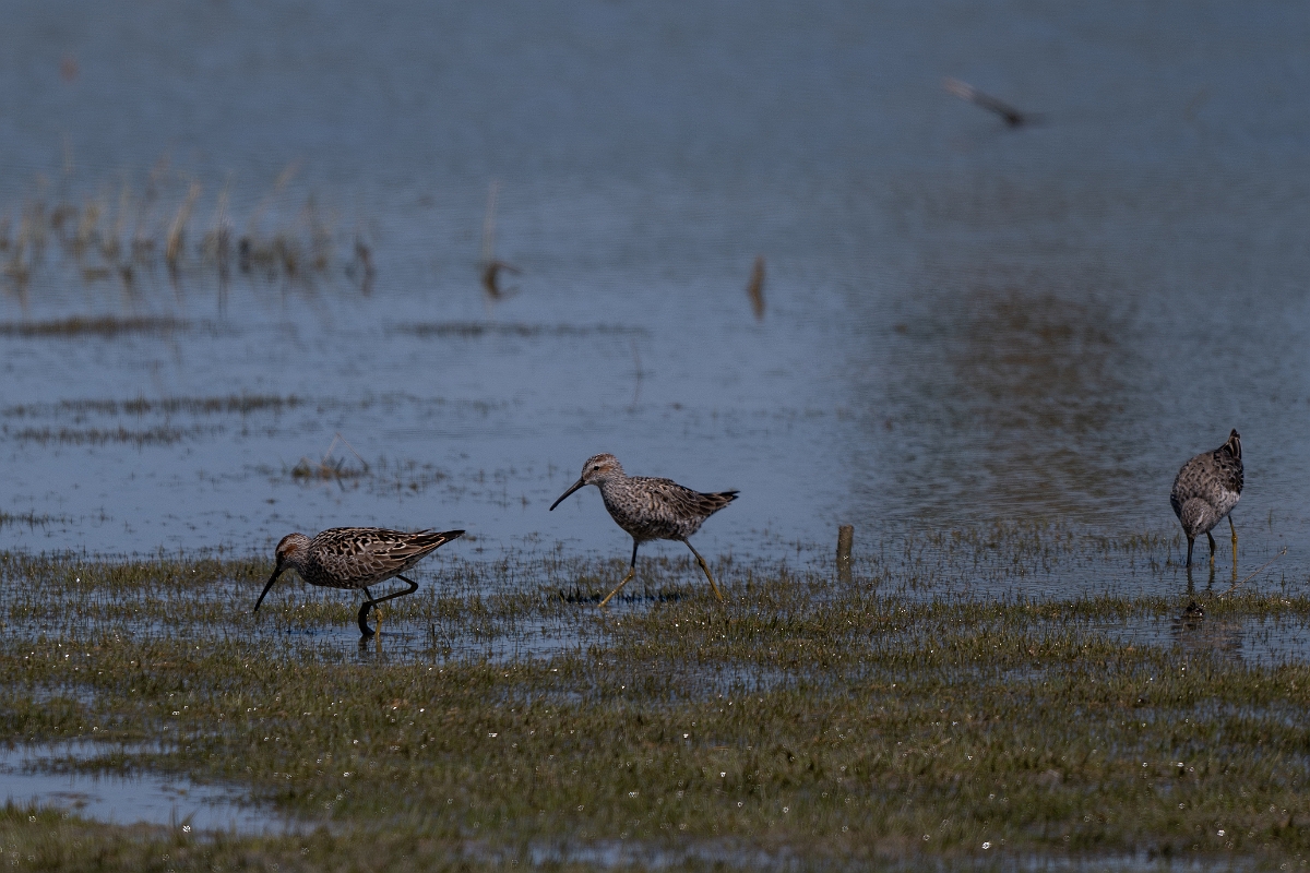 DPPhotography - Texas - Stilt sandpiper - B.jpg - Stilt sandpiper - Santa Ana NWR, Texas