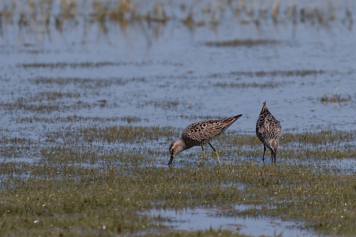 DPPhotography - Texas - Stilt sandpiper - C.jpg - Stilt sandpiper - Santa Ana NWR, Texas