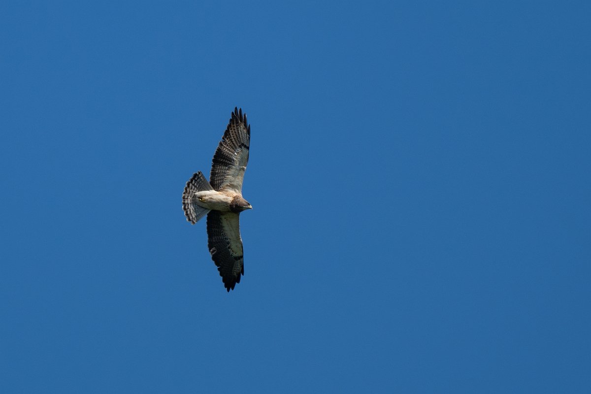 DPPhotography - Texas - Swainson's hawk - A.jpg - Swainson's hawk - Santa Ana NWR, Texas