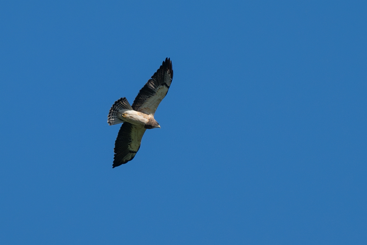 DPPhotography - Texas - Swainson's hawk - B.jpg - Swainson's hawk - Santa Ana NWR, Texas