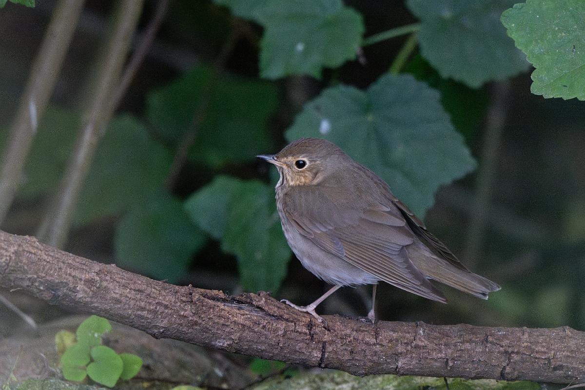 DPPhotography - Texas - Swainson's thrush - A.jpg - Swainson's thrush - South Padre Island, Texas