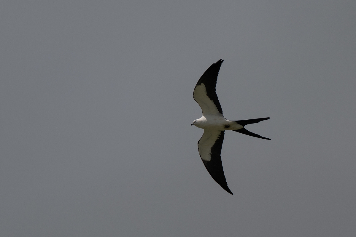 DPPhotography - Texas - Swallow-tailed kite - A.jpg - Swallow-tailed kite - Ganado, Texas