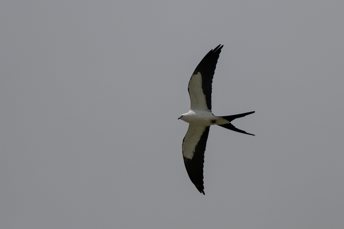 DPPhotography - Texas - Swallow-tailed kite - B.jpg - Swallow-tailed kite - Ganado, Texas