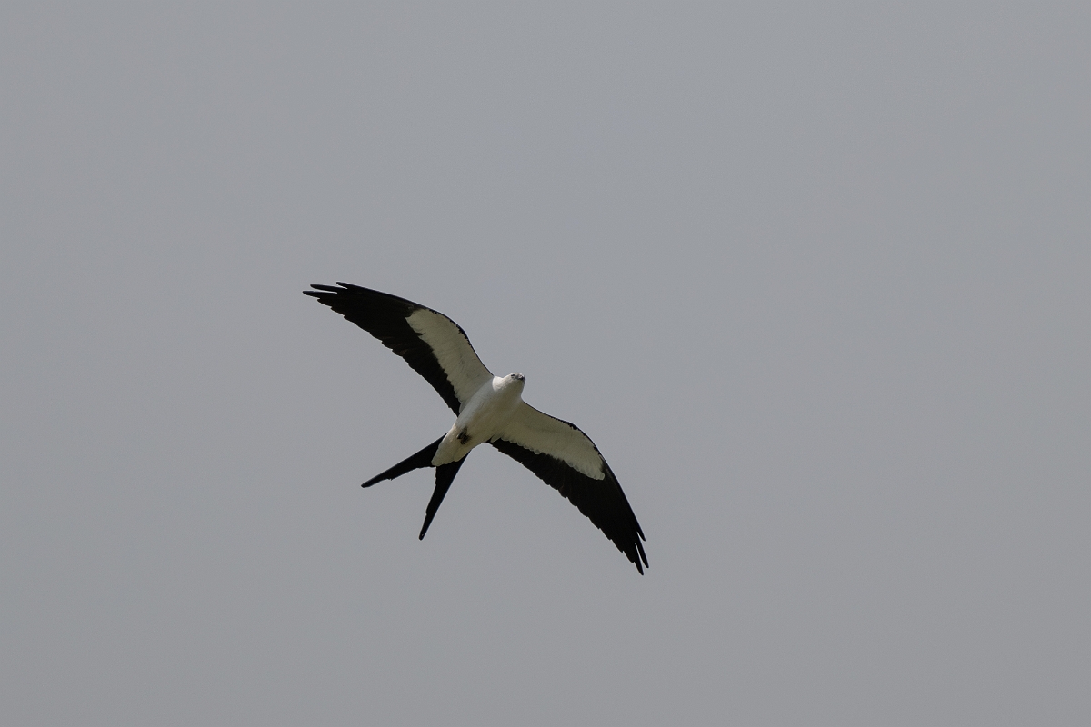 DPPhotography - Texas - Swallow-tailed kite - C.jpg - Swallow-tailed kite - Ganado, Texas