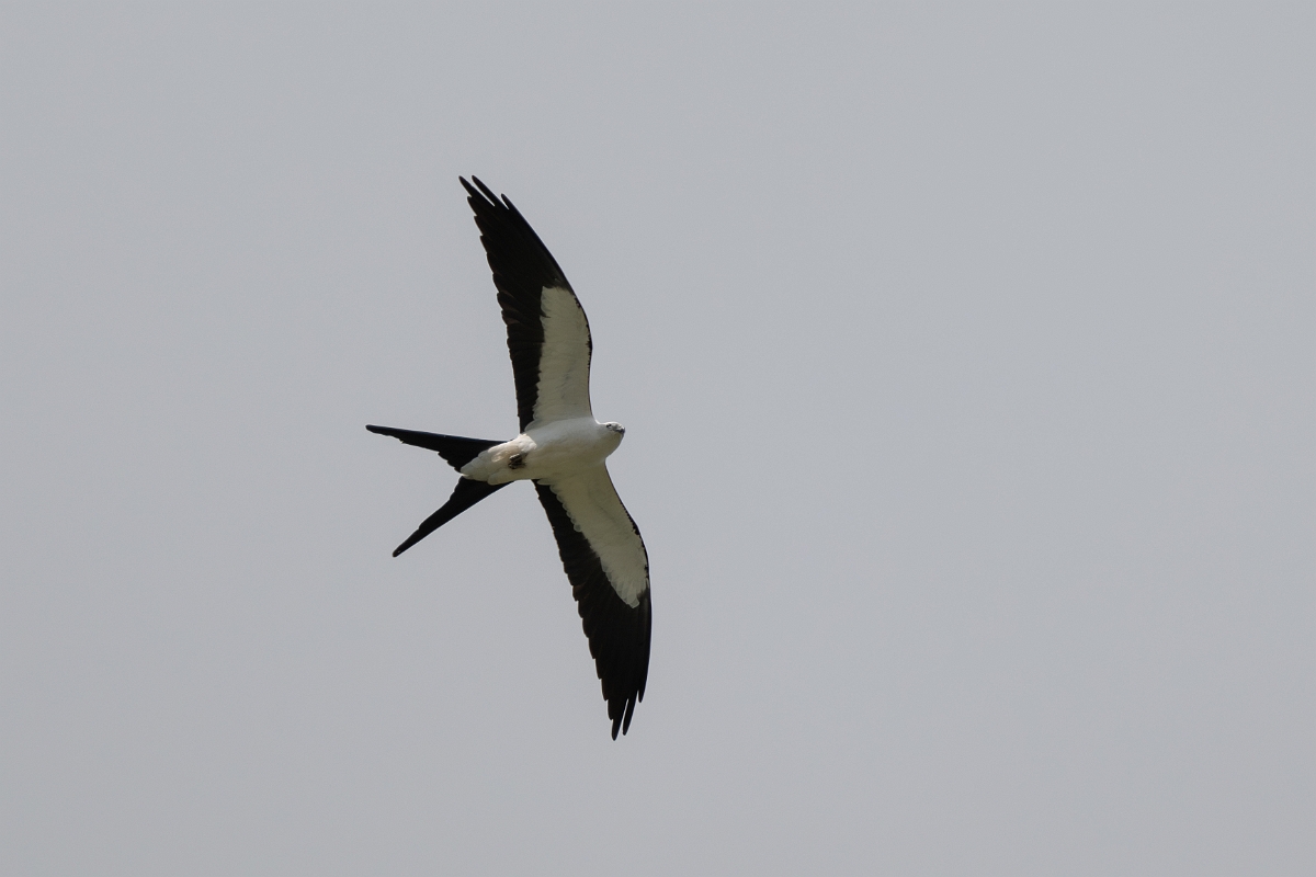 DPPhotography - Texas - Swallow-tailed kite - D.jpg - Swallow-tailed kite - Ganado, Texas