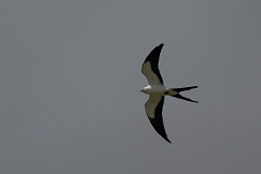 DPPhotography - Texas - Swallow-tailed kite - A