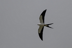 DPPhotography - Texas - Swallow-tailed kite - B