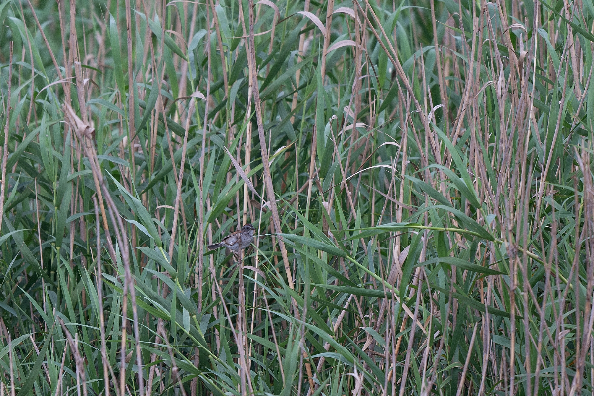 DPPhotography - Texas - Swamp sparrow - A.jpg - Swamp sparrow - Anahuac NWR, Texas