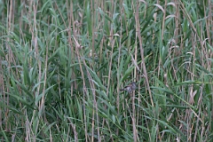 DPPhotography - Texas - Swamp sparrow - B