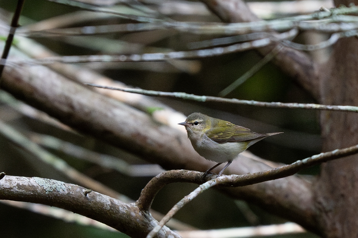 DPPhotography - Texas - Tennesse warbler - A.jpg - Tennesse warbler - Smith Oaks, High Island, Texas
