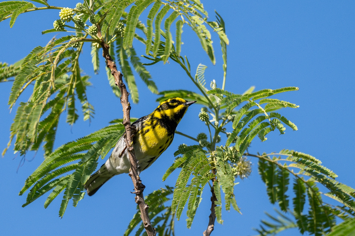 DPPhotography - Texas - Townsend's warbler - A.jpg - Townsend's warbler - South Padre Island, Texas