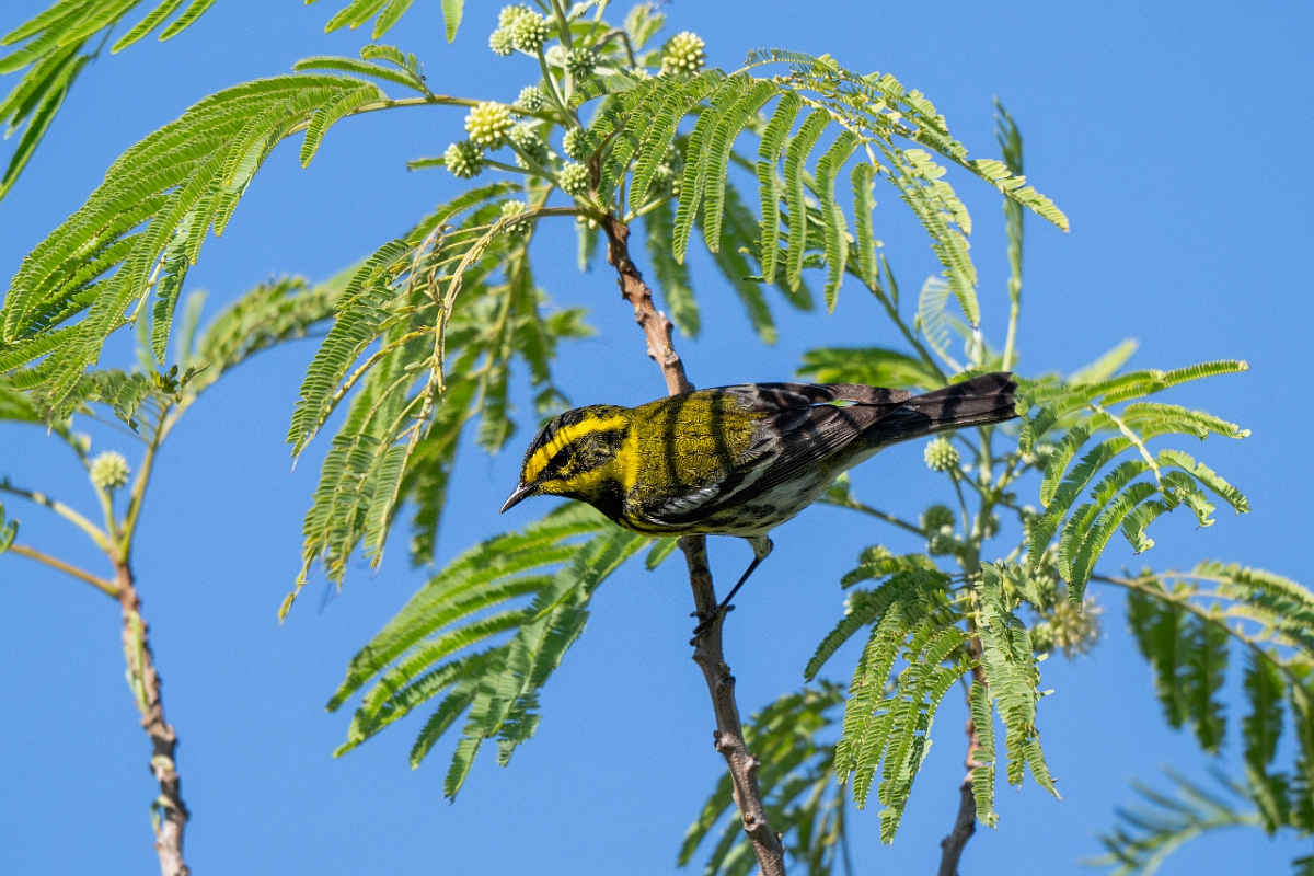 DPPhotography - Texas - Townsend's warbler - B.jpg - Townsend's warbler - South Padre Island, Texas