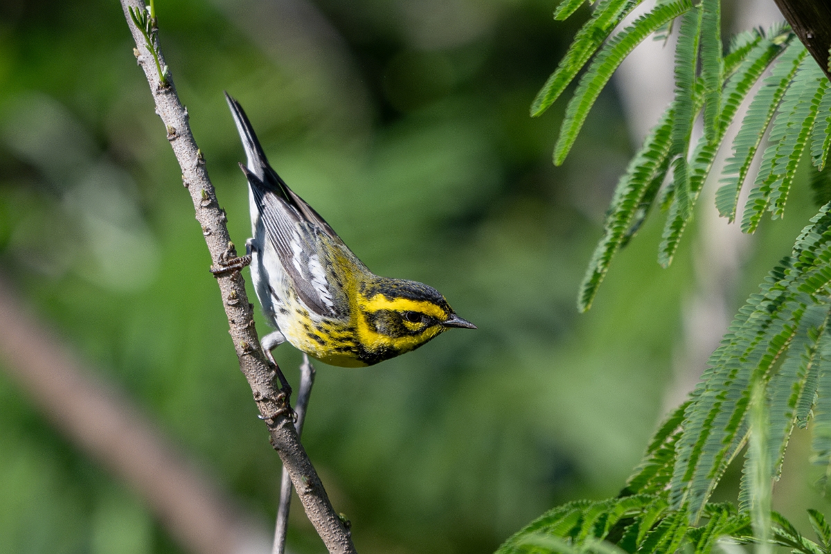 DPPhotography - Texas - Townsend's warbler - C.jpg - Townsend's warbler - South Padre Island, Texas