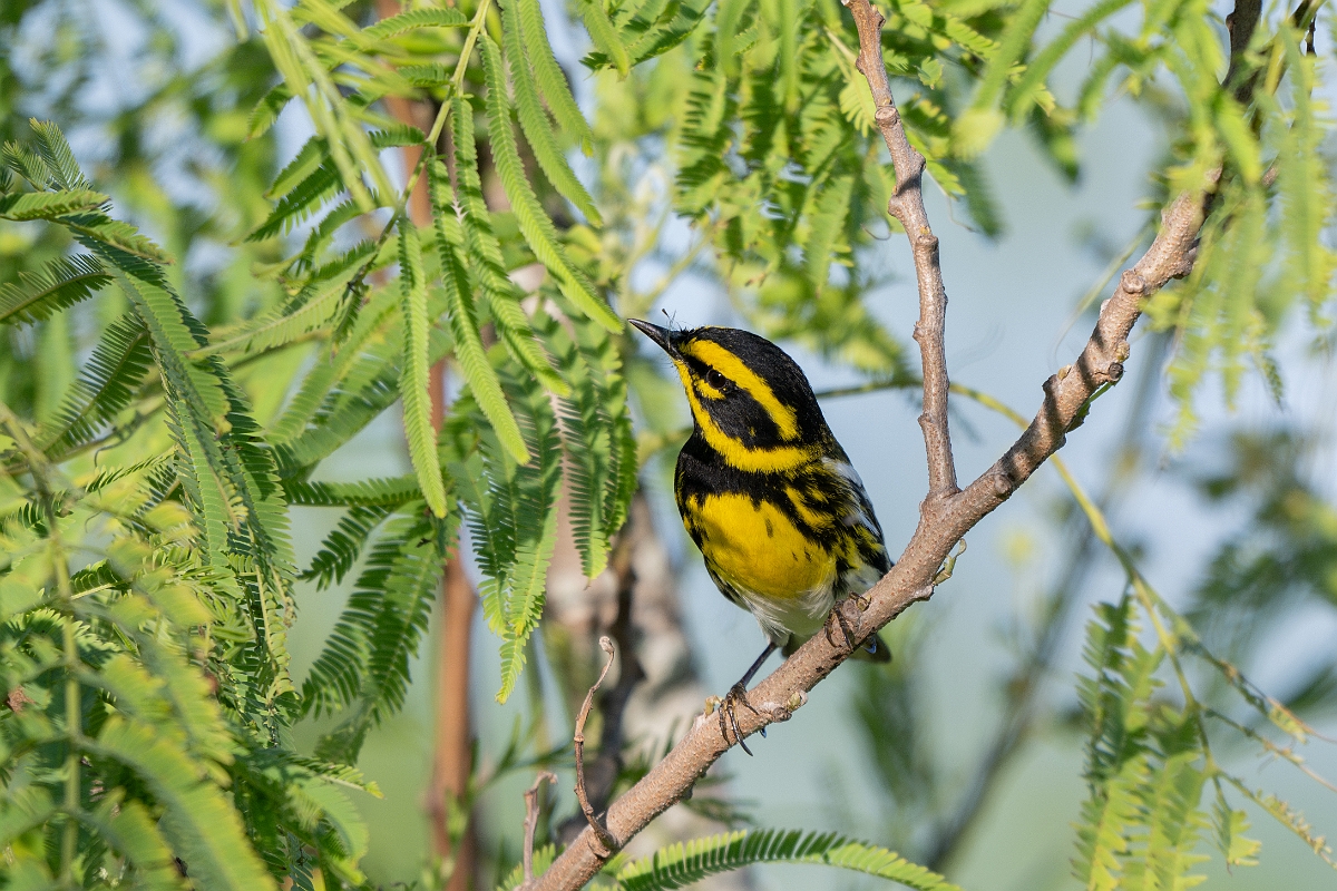 DPPhotography - Texas - Townsend's warbler - E.jpg - Townsend's warbler - South Padre Island, Texas