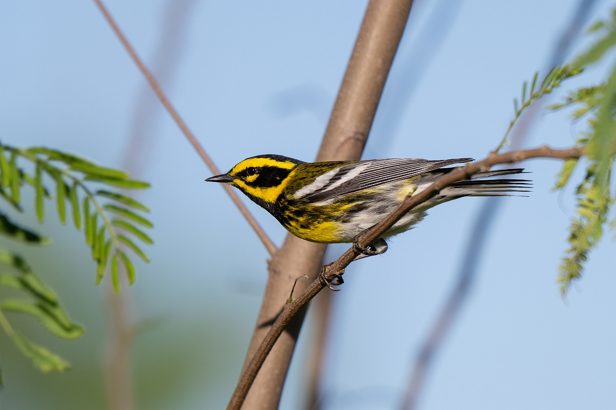 DPPhotography - Texas - Townsend's warbler - H.jpg - Townsend's warbler - South Padre Island, Texas