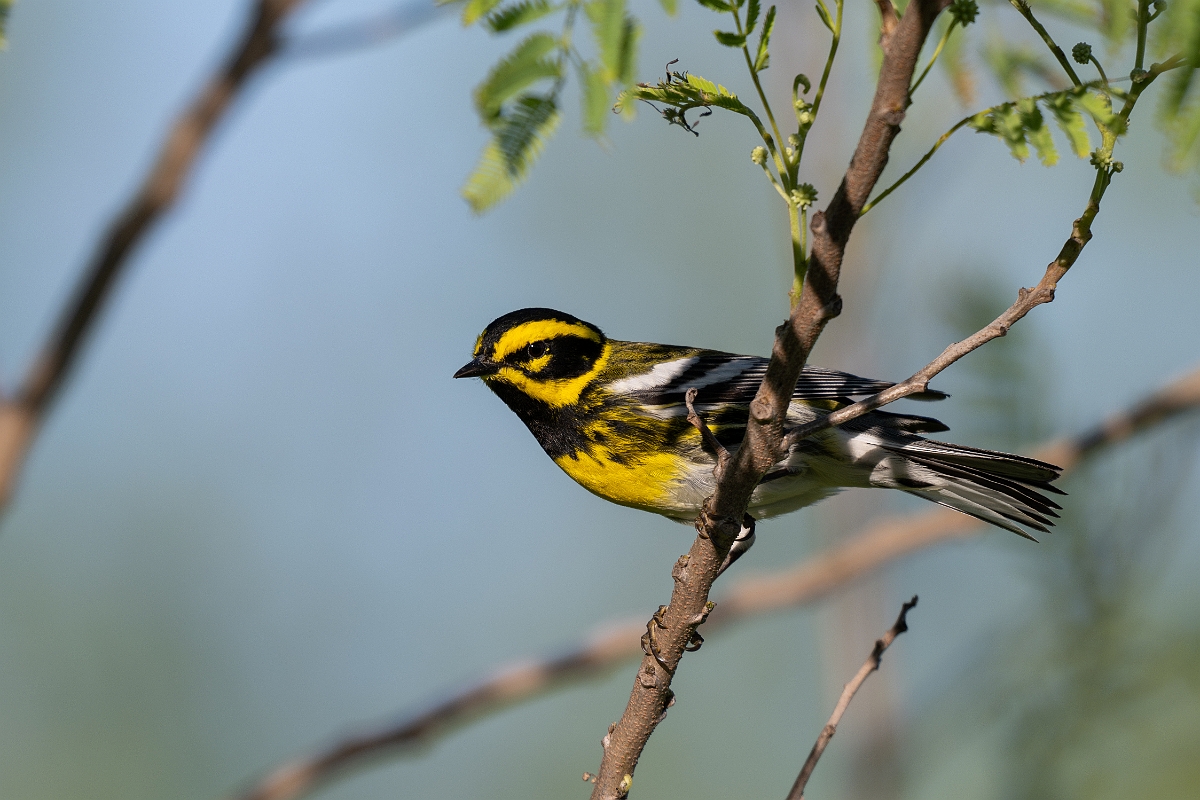 DPPhotography - Texas - Townsend's warbler - I.jpg - Townsend's warbler - South Padre Island, Texas