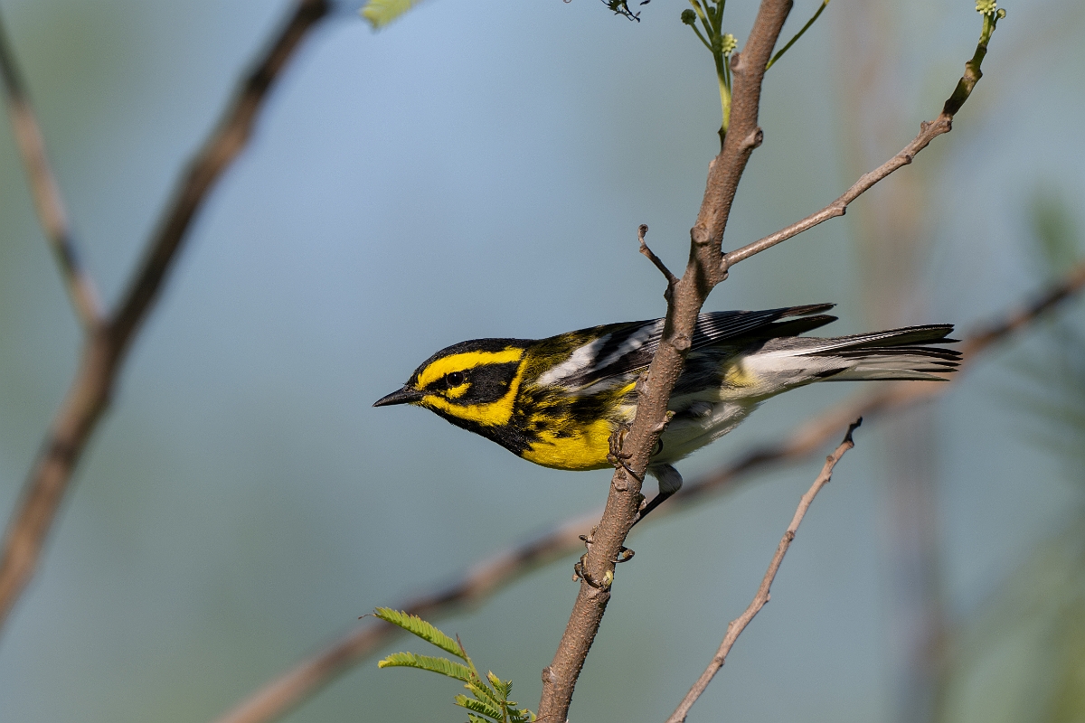 DPPhotography - Texas - Townsend's warbler - J.jpg - Townsend's warbler - South Padre Island, Texas