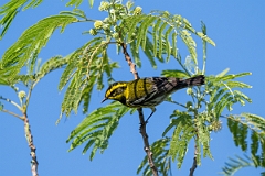 DPPhotography - Texas - Townsend's warbler - B
