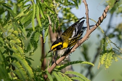 DPPhotography - Texas - Townsend's warbler - F
