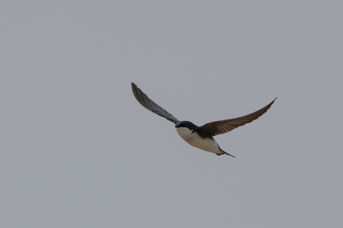 DPPhotography - Texas - Tree swallow - B.jpg - Tree swallow - Yacht Basin Road, Bolivar Peninsula, Texas