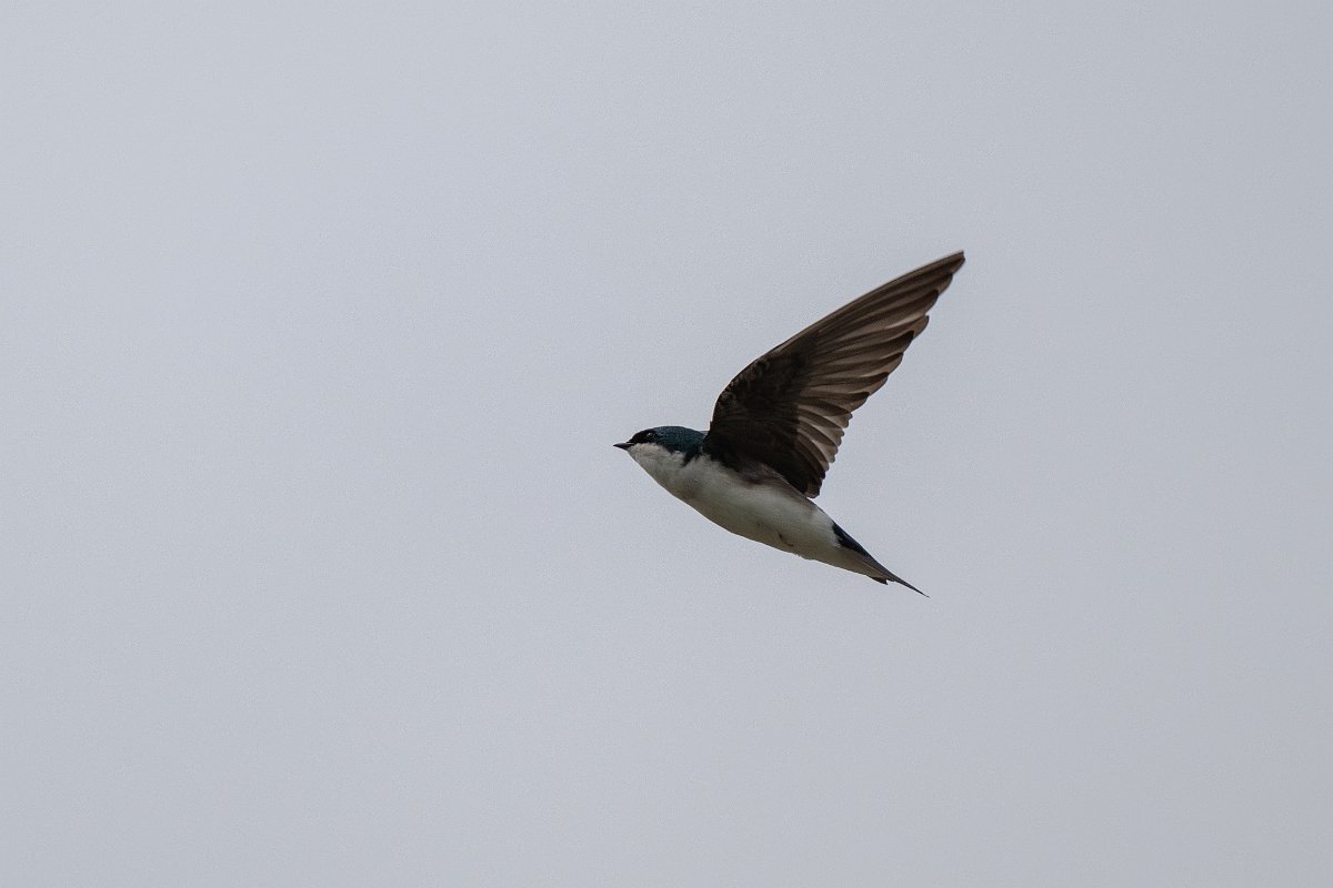 DPPhotography - Texas - Tree swallow - E.jpg - Tree swallow - Yacht Basin Road, Bolivar Peninsula, Texas