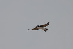 DPPhotography - Texas - Tree swallow - A