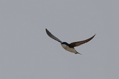 DPPhotography - Texas - Tree swallow - B