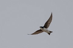 DPPhotography - Texas - Tree swallow - C