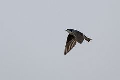 DPPhotography - Texas - Tree swallow - D