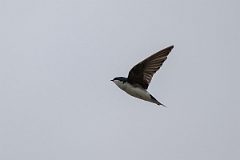 DPPhotography - Texas - Tree swallow - E