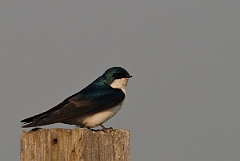 David Plant Photography - Wildlife Photographer - Tree swallow - A