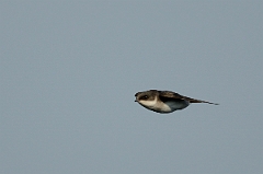 David Plant Photography - Wildlife Photography - Tree swallow - C
