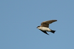 David Plant Photography - Wildlife Photography - Tree swallow - D