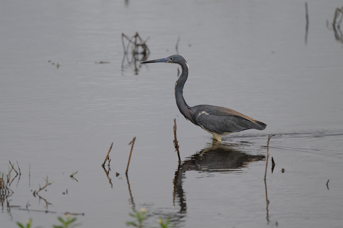DPPhotography - Texas - Tricolored heron - A.jpg - Tricolored heron - Anahuac NWR, Texas