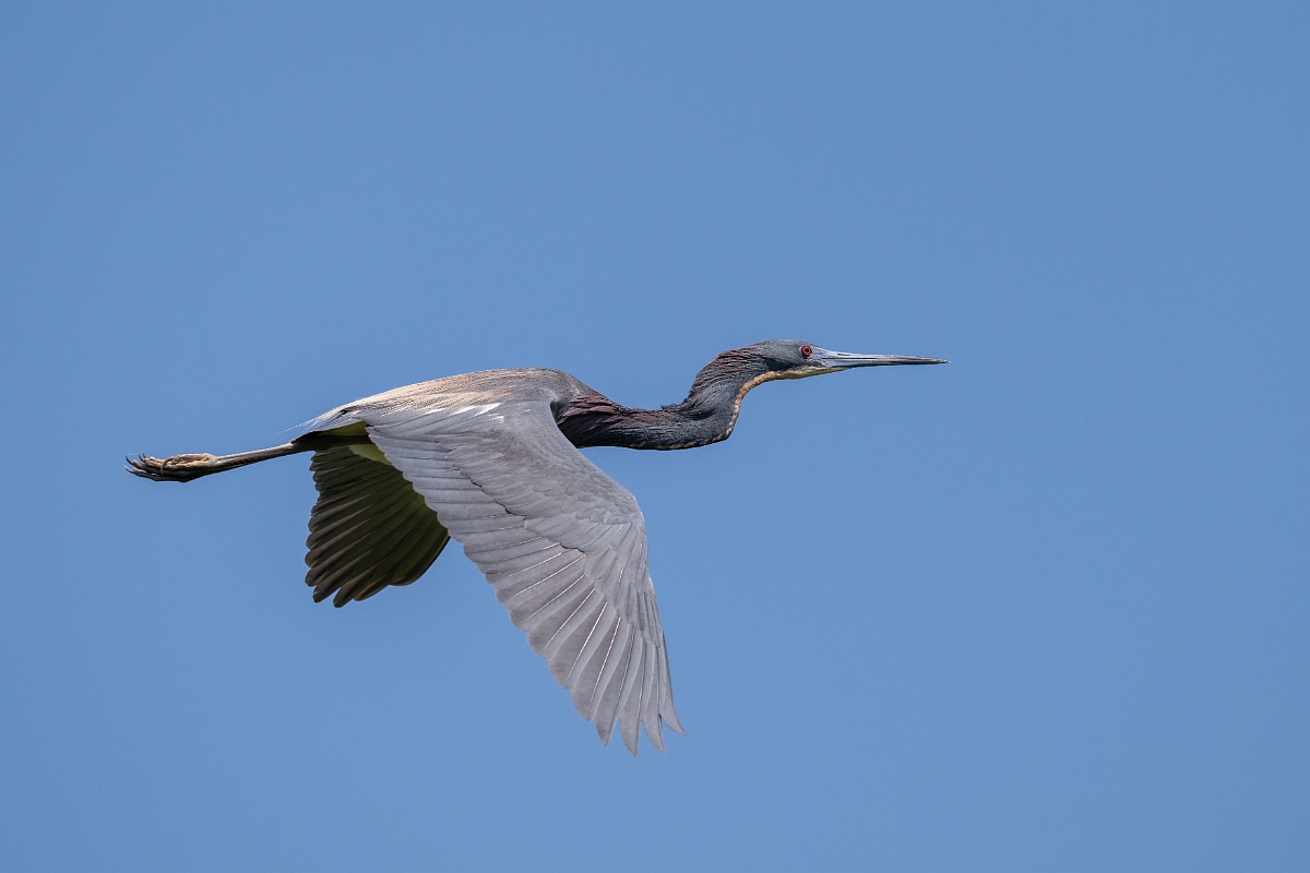 DPPhotography - Texas - Tricolored heron - AB.jpg - Tricolored heron - Smith Oaks, High Island, Texas