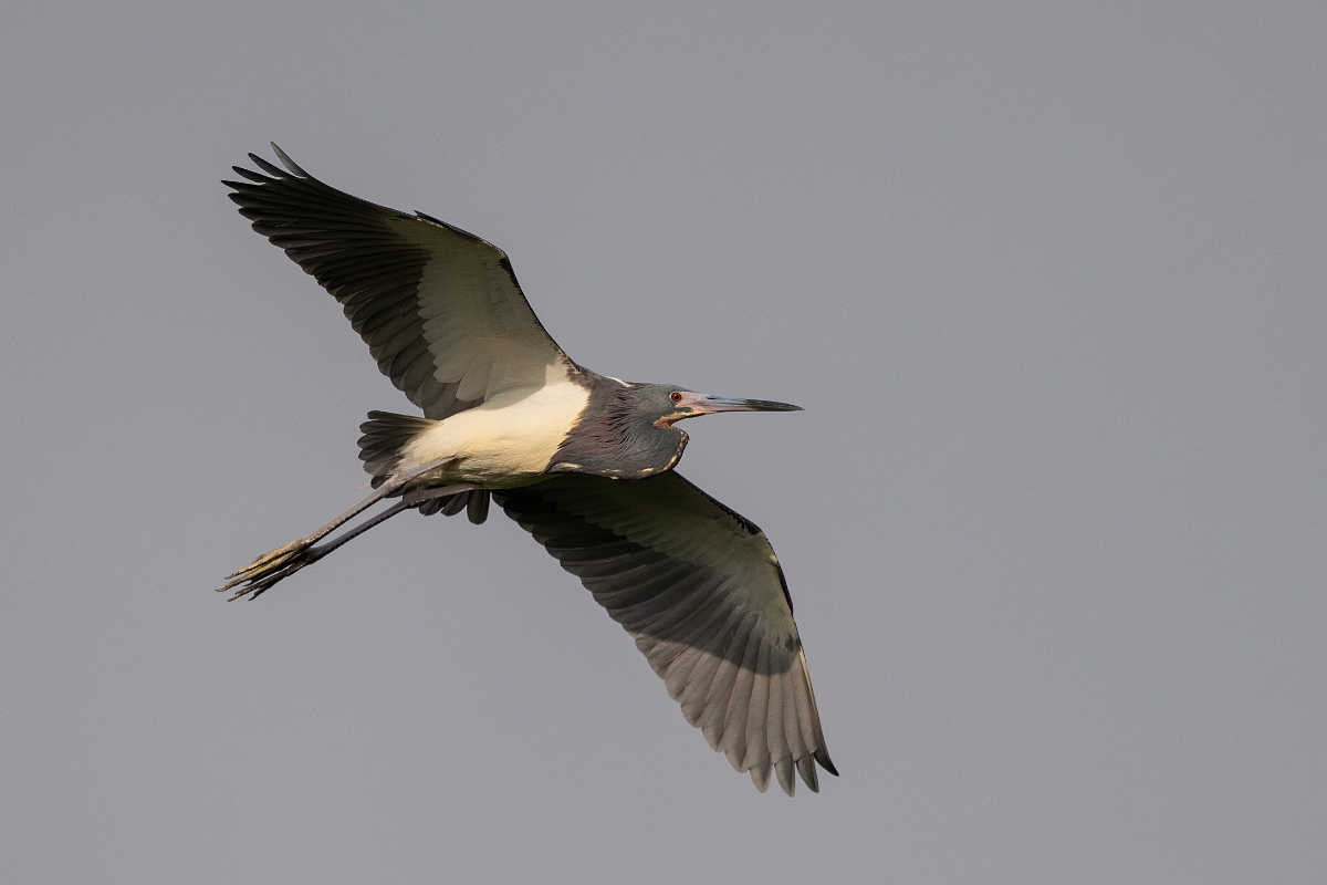 DPPhotography - Texas - Tricolored heron - AC.jpg - Tricolored heron - Smith Oaks, High Island, Texas
