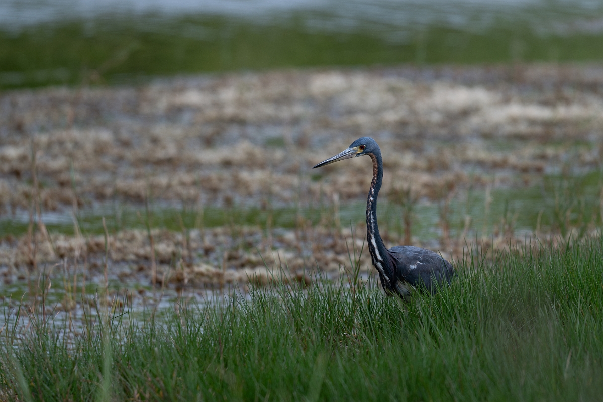 DPPhotography - Texas - Tricolored heron - B.jpg - Tricolored heron - Aransas NWR, Texas