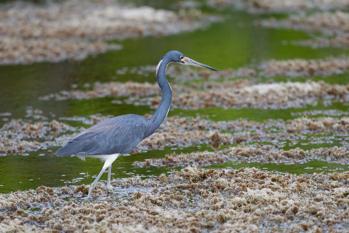 DPPhotography - Texas - Tricolored heron - H.jpg - Tricolored heron - Aransas NWR, Texas