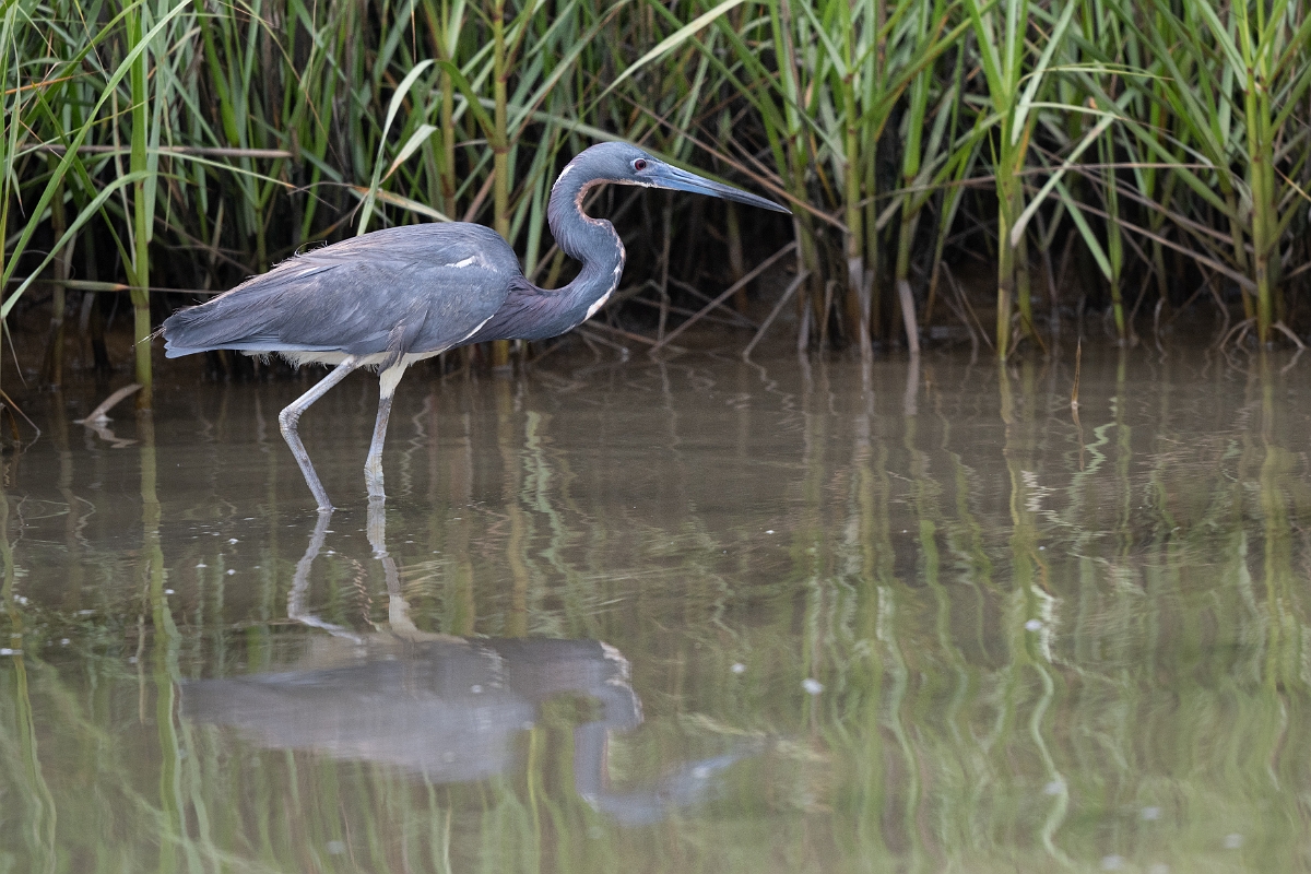 DPPhotography - Texas - Tricolored heron - I.jpg - Tricolored heron - Bob Road, Bolivar Peninsula, Texas