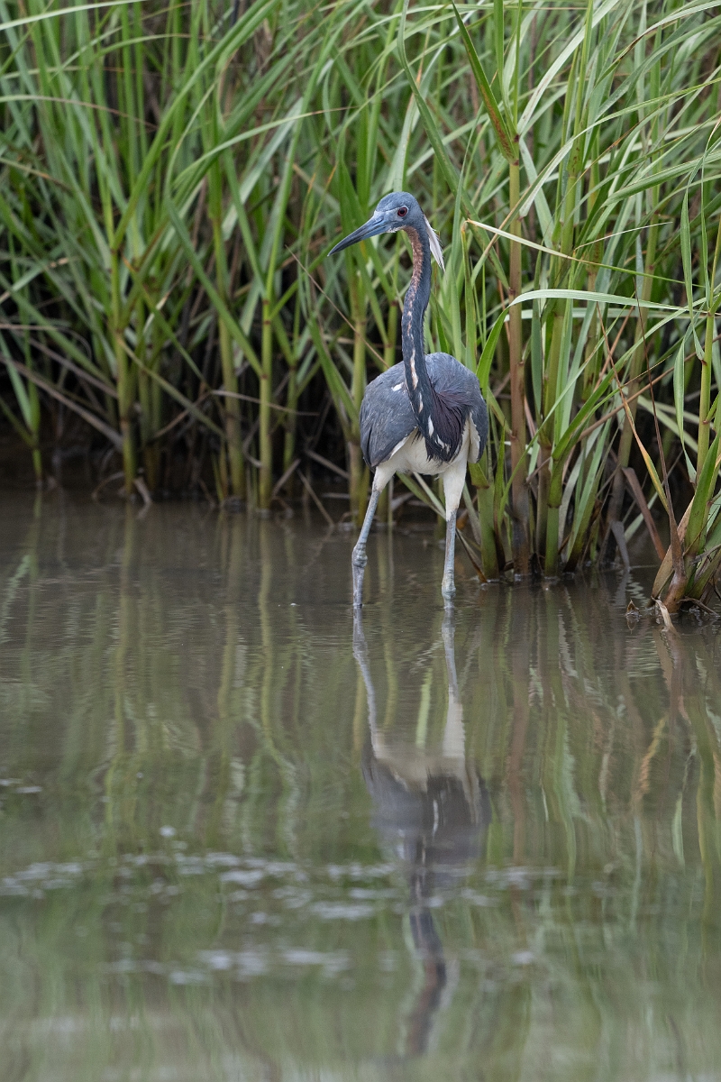 DPPhotography - Texas - Tricolored heron - J.jpg - Tricolored heron - Bob Road, Bolivar Peninsula, Texas