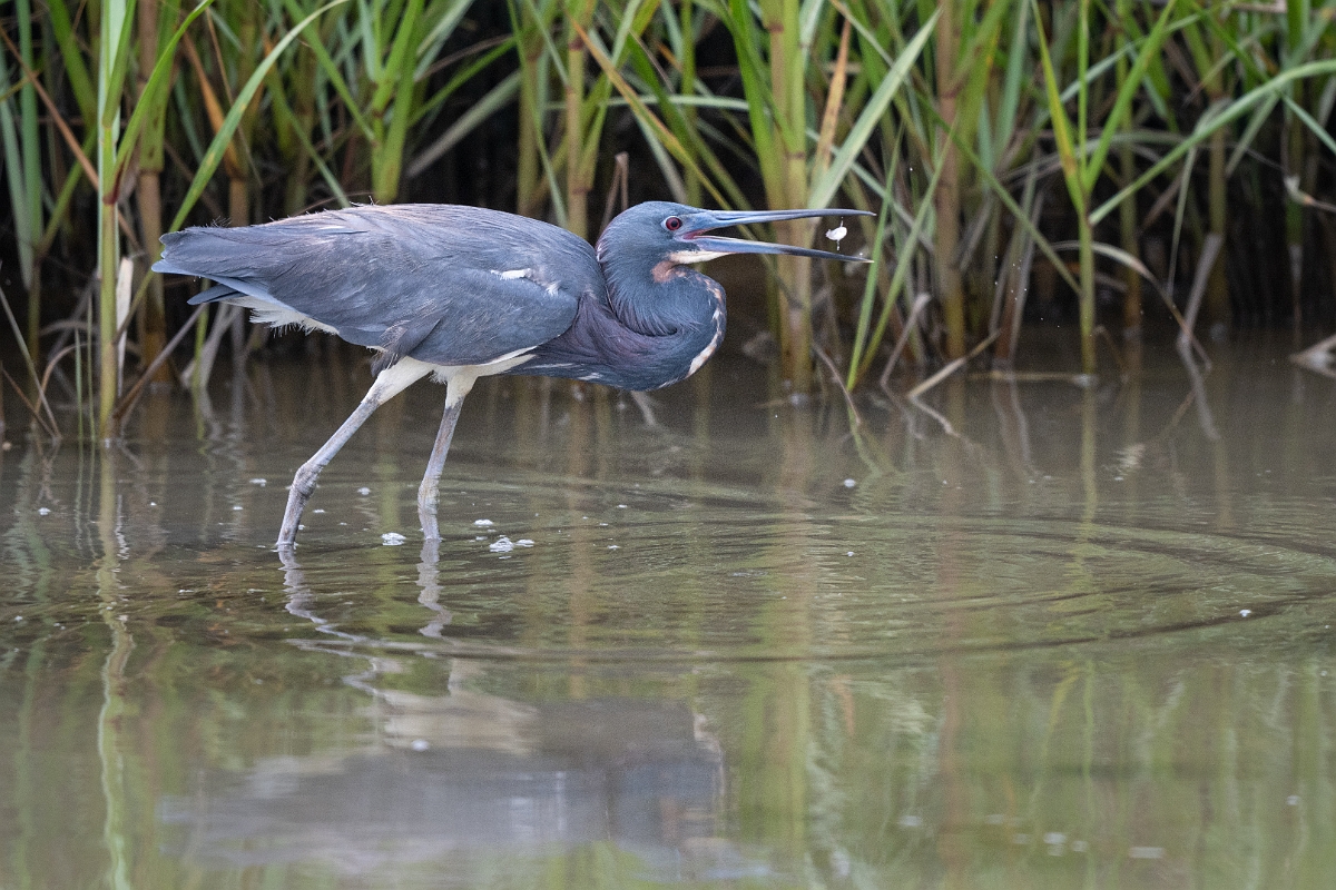 DPPhotography - Texas - Tricolored heron - M.jpg - Tricolored heron - Bob Road, Bolivar Peninsula, Texas