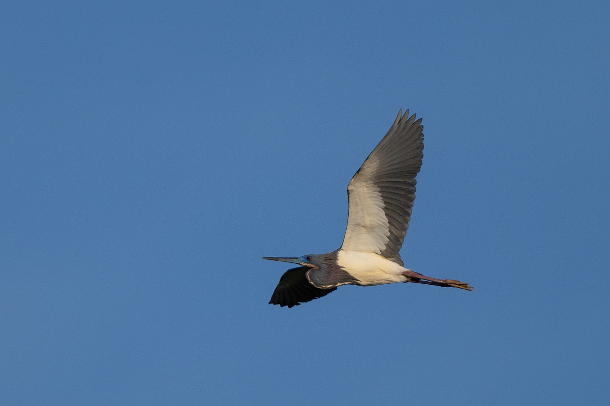 DPPhotography - Texas - Tricolored heron - N.jpg - Tricolored heron - Goose Island, Texas