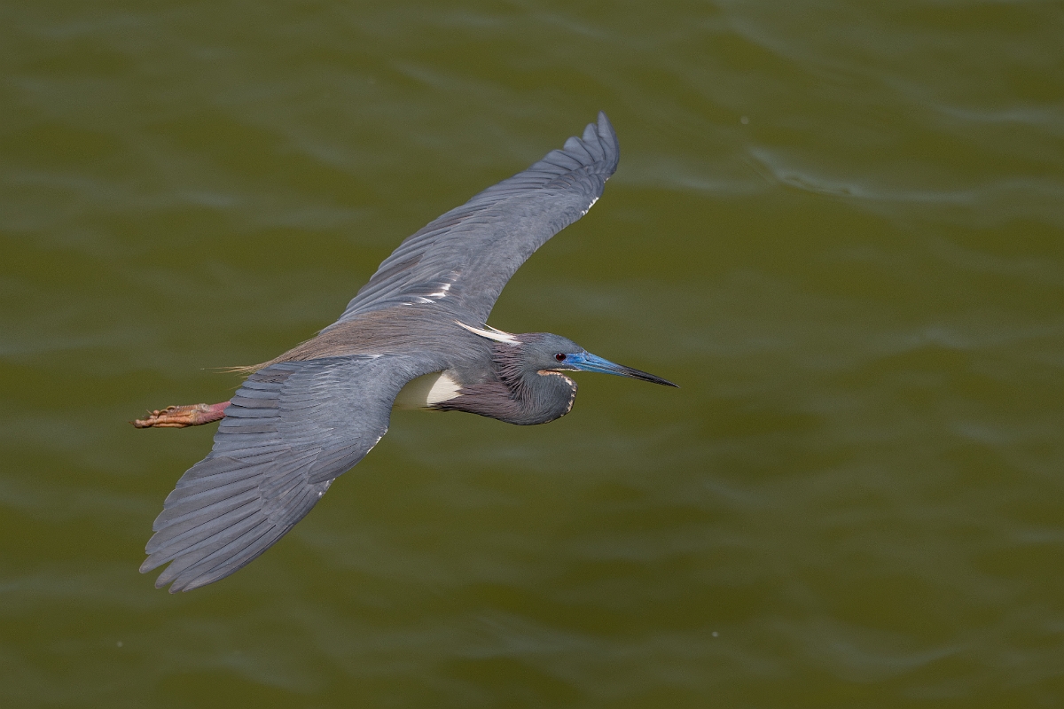 DPPhotography - Texas - Tricolored heron - O.jpg - Tricolored heron - Smith Oaks, High Island, Texas
