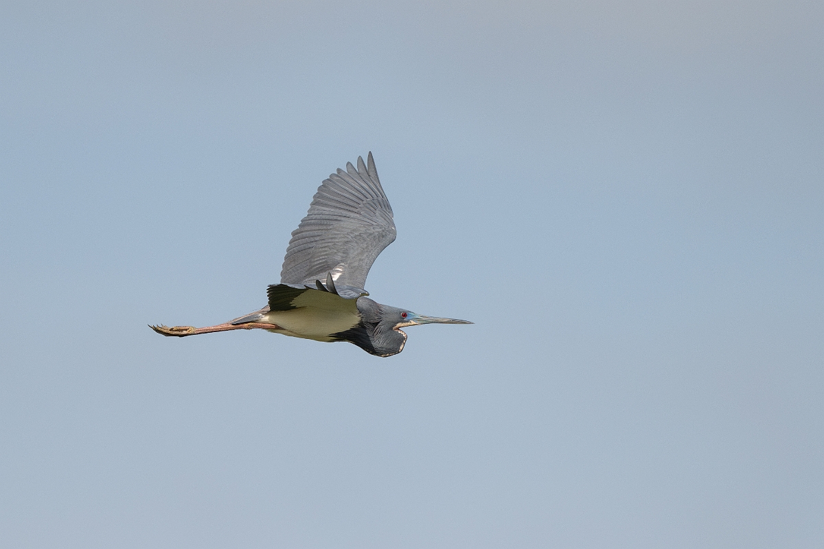 DPPhotography - Texas - Tricolored heron - P.jpg - Tricolored heron - Smith Oaks, High Island, Texas